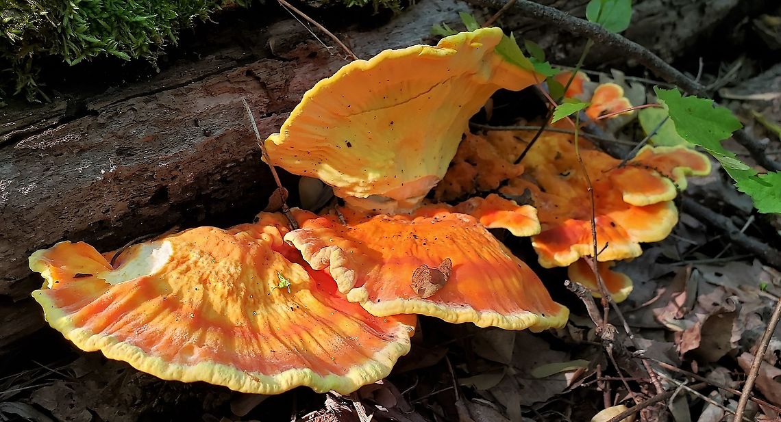 Sulphur Shelf This is a picture of Sulphur Shelf at Chesapeake High School in Pasadena, Maryland. Chicken of the Woods,Geotagged,Laetiporus sulphureus,Spring,United States