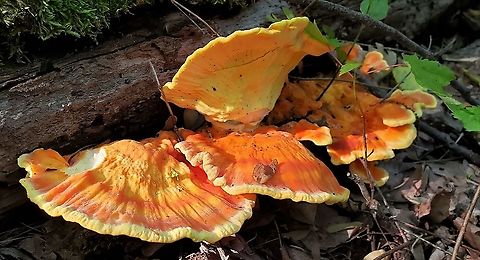 Sulphur Shelf This is a picture of Sulphur Shelf at Chesapeake High School in Pasadena, Maryland. Chicken of the Woods,Geotagged,Laetiporus sulphureus,Spring,United States