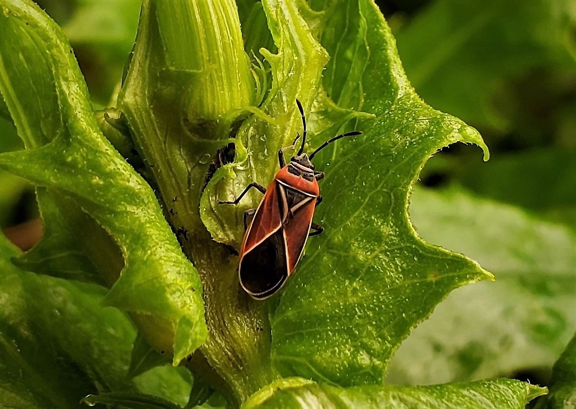 Neacoryphus bicrucis This is a picture of a Neacoryphus bicrucis on the grounds of Chesapeake Bay Middle School in Pasadena, Maryland. Geotagged,Neacoryphus bicrucis,Summer,United States,Whitecrossed seedbug