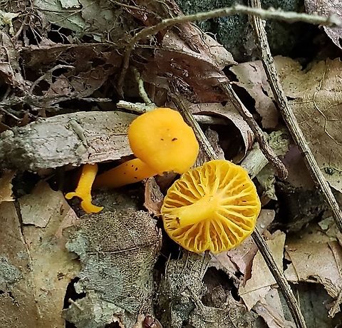 Cantharellus minor This is a picture of Cantharellus minor at Patapsco Valley State Park in Catonsville, Maryland.
 Cantharellus minor,Geotagged,Summer,United States