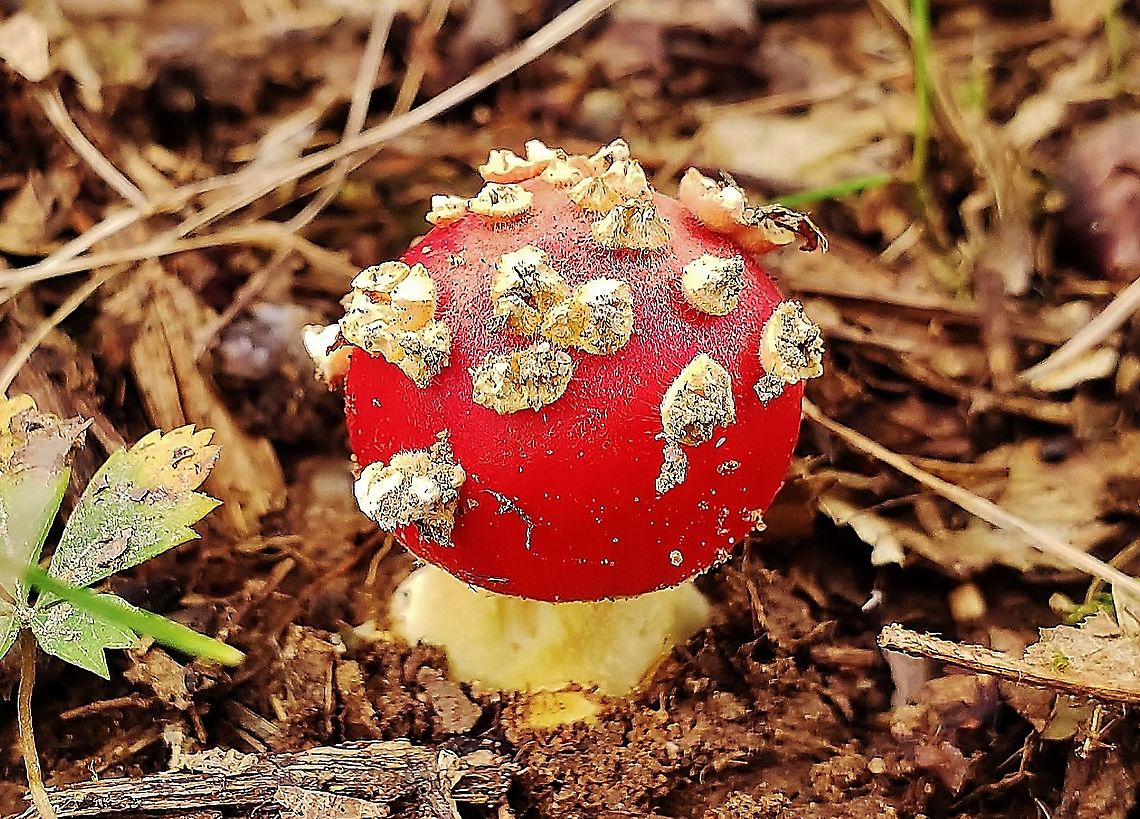 amanita parcivolvata This is a picture of an amanita parcivolvata on the South Tract of the Patuxent Research Refuge near Laurel, Maryland. Amanita parcivolvata,Fall,False Caesar's Mushroom,Geotagged,United States