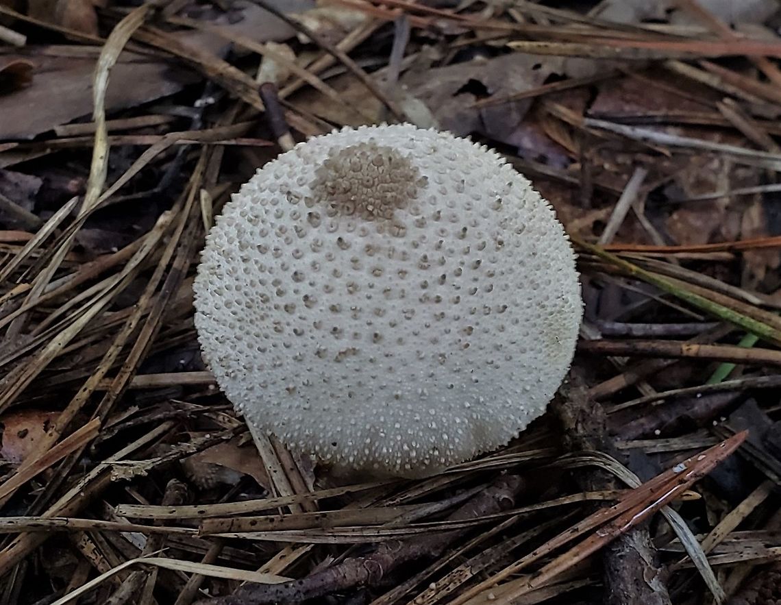 Lycoperdon perlatum This is a picture of Lycoperdon perlatum on the South Tract of the Patuxent Research Refuge near Laurel, Maryland. Common puffball,Fall,Geotagged,Lycoperdon perlatum,United States