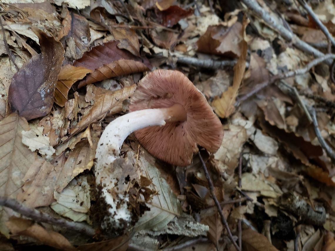 Agaricus subrutilescens This is a picture of Agaricus subrutilescens on the North Tract of the Patuxent Research Refuge near Fort Meade, Maryland. Agaricus subrutilescens,Fall,Geotagged,United States,Wine-colored Agaricus