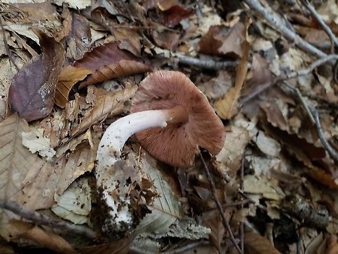 Agaricus subrutilescens This is a picture of Agaricus subrutilescens on the North Tract of the Patuxent Research Refuge near Fort Meade, Maryland. Agaricus subrutilescens,Fall,Geotagged,United States,Wine-colored Agaricus