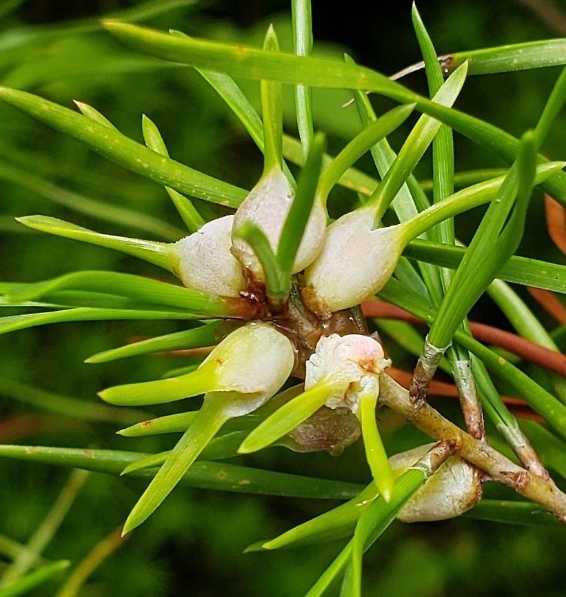 Thecodiplosis brachynteroides This is a picture of Thecodiplosis brachynteroides on the North Tract of the Patuxent Research Refuge near Fort Meade, Maryland. Geotagged,Summer,Thecodiplosis brachynteroides,United States