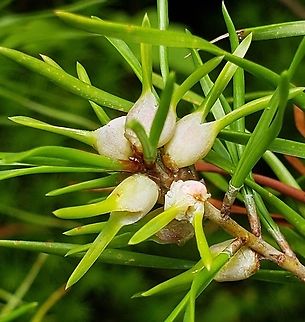 Thecodiplosis brachynteroides This is a picture of Thecodiplosis brachynteroides on the North Tract of the Patuxent Research Refuge near Fort Meade, Maryland. Geotagged,Summer,Thecodiplosis brachynteroides,United States