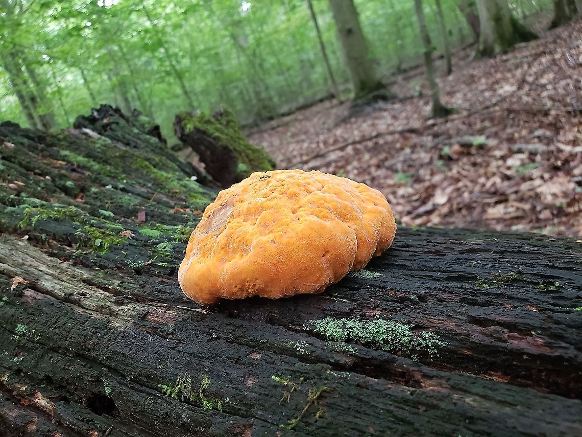 Aurantiporus croceus This is a picture of Aurantiporus croceus on the North Tract of the Patuxent Research Refuge near Fort Meade, Maryland. Geotagged,Hapalopilus croceus,Summer,United States