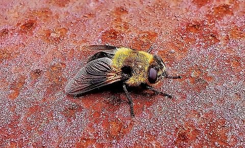 Cephenemyia phobifer This is a picture of Cephenemyia phobifer on the South Tract of the Patuxent Research Refuge near Laurel, Maryland. Cephenemyia phobifer,Geotagged,Summer,United States