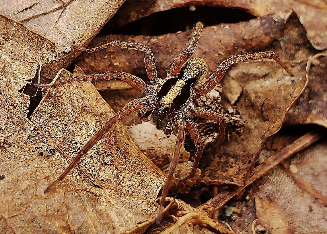 Schizocosa saltatrix This is a picture of Schizocosa saltatrix at Downs Park in Pasadena, Maryland. Geotagged,Schizocosa saltatrix,Spring,United States