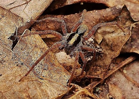 Schizocosa saltatrix