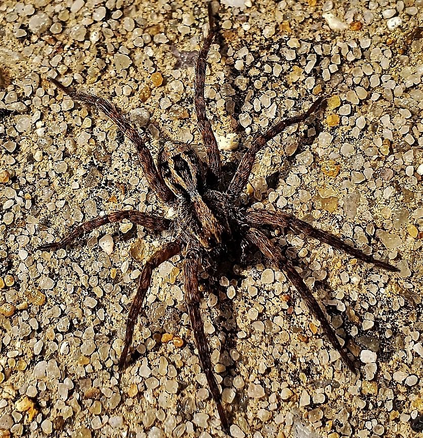 Schizocosa avida This is a picture of a Schizocosa avida on the South Tract of the Patuxent Research Refuge near Laurel, Maryland. Geotagged,Schizocosa avida,Spring,United States