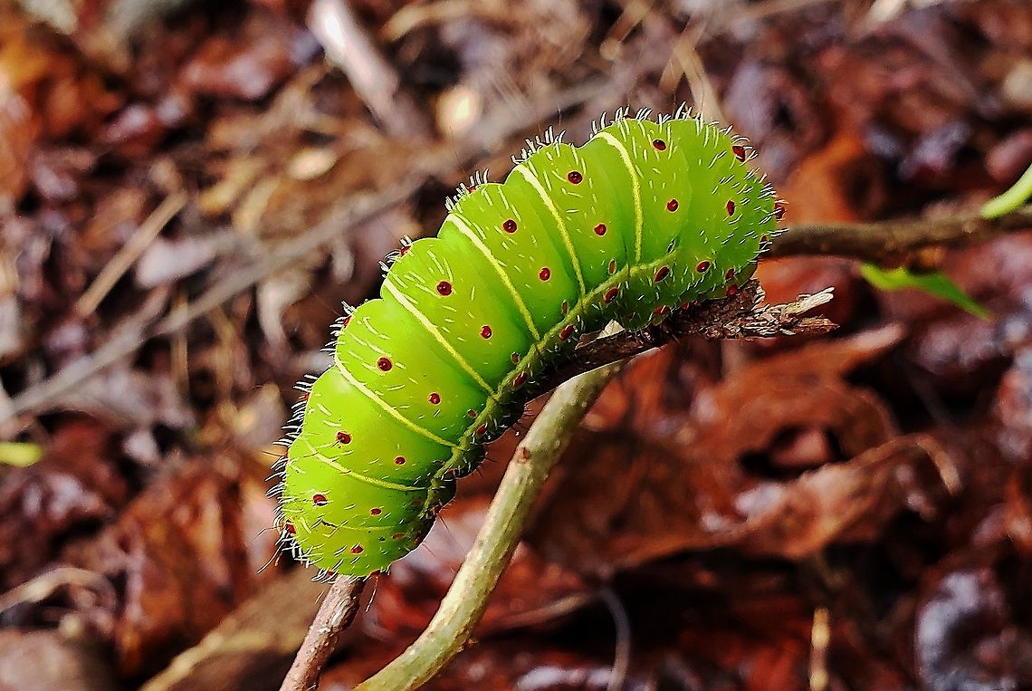 Luna Moth Caterpillar This is a picture of a Luna Moth Caterpillar on the North Tract of the Patuxent Research Refuge near Fort Meade, Maryland. Actias luna,Geotagged,Luna Moth,Summer,United States