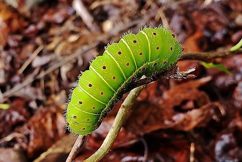Luna Moth Caterpillar This is a picture of a Luna Moth Caterpillar on the North Tract of the Patuxent Research Refuge near Fort Meade, Maryland. Actias luna,Geotagged,Luna Moth,Summer,United States
