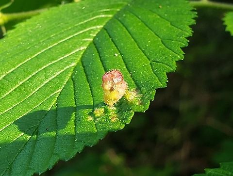 Tetraneura ulmi This is a picture of Tetraneura ulmi at North Point State Park in Edgemere, Maryland. Elm Sack Gall Aphid,Geotagged,Spring,Tetraneura ulmi,United States