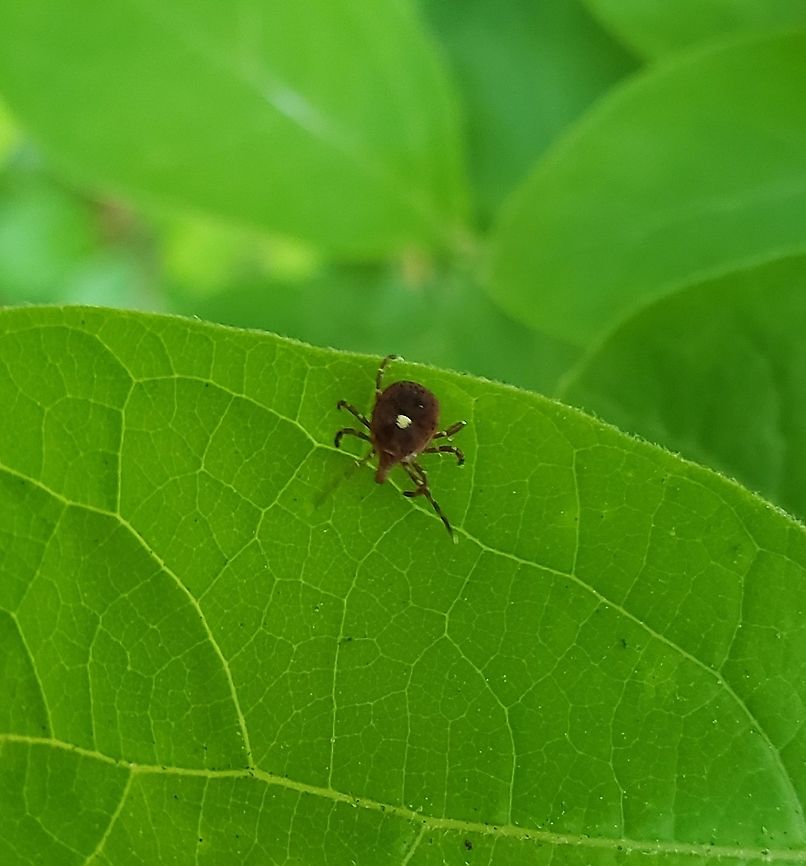 Lone Star Tick This is a picture of a Lone Star Tick at North Point State Park in Edgemere, Maryland. Amblyomma americanum,Geotagged,Northeastern water tick,Spring,United States