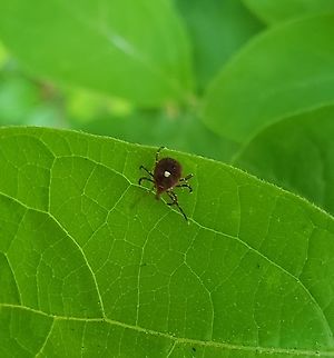 Lone Star Tick This is a picture of a Lone Star Tick at North Point State Park in Edgemere, Maryland. Amblyomma americanum,Geotagged,Northeastern water tick,Spring,United States