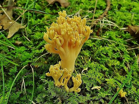 Ramaria formosa This is a picture of Ramaria formosa at the Jug Bay Wetlands Sanctuary in Lothian, Maryland. Beautiful clavaria,Fall,Geotagged,Ramaria formosa,United States