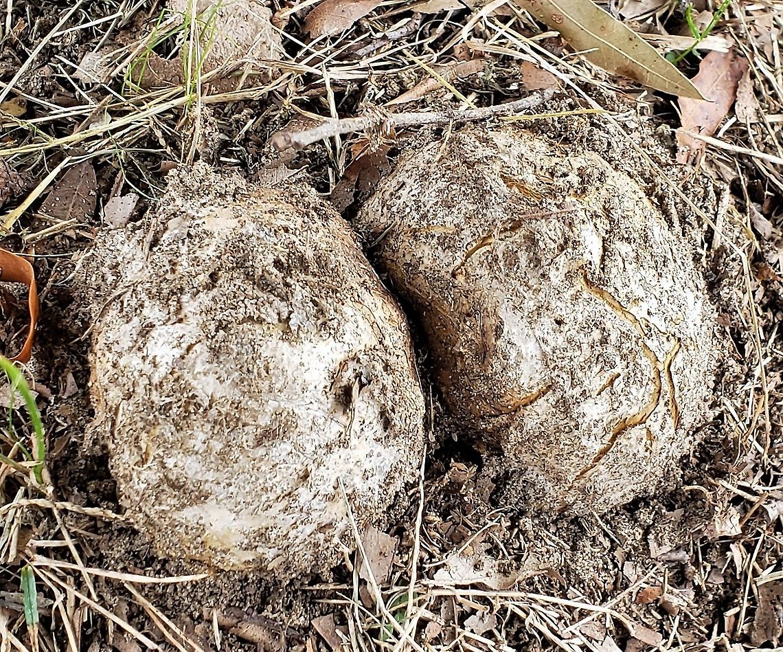 Scleroderma polyrhizum This is a picture of Scleroderma polyrhizum at Anne Arundel Community College in Arnold, Maryland. Dead man's hand,Fall,Geotagged,Scleroderma polyrhizum,United States