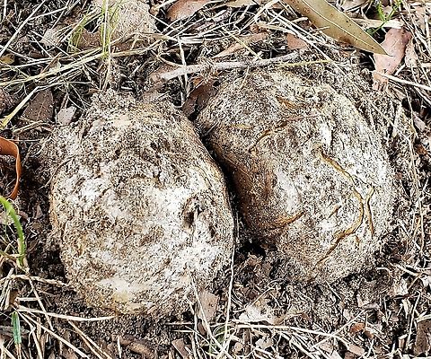 Scleroderma polyrhizum This is a picture of Scleroderma polyrhizum at Anne Arundel Community College in Arnold, Maryland. Dead man's hand,Fall,Geotagged,Scleroderma polyrhizum,United States
