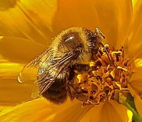 Bombus impatiens This is a picture of a Bombus impatiens at the Paris Glendening Preserve in Lothian, Maryland. Bombus impatiens,Common eastern bumble bee,Fall,Geotagged,United States