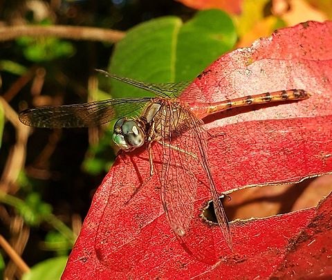 Blue Faced Meadowhawk This is a picture of a Blue Faced Meadowhawk at Matapeake Park on Kent Island in Stevensville, Maryland. Fall,Geotagged,Sympetrum ambiguum,United States