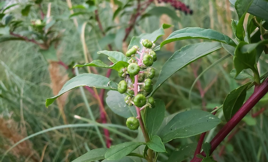 American Pokeweed This is a picture of American Pokeweed at Downs Park in Pasadena, Maryland. American Pokeweed,Geotagged,Phytolacca americana,Summer,United States