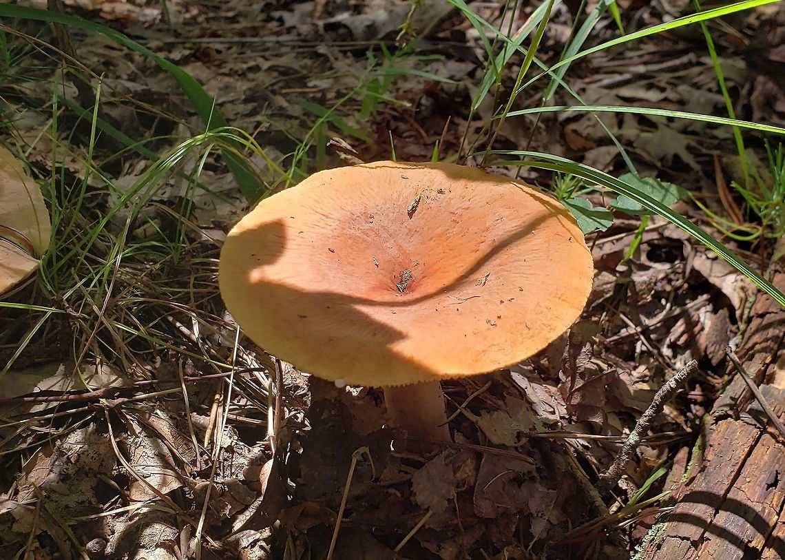 Lactifluus volemus This is a picture of Lactifluus volemus on the South Tract of the Patuxent Research Refuge near Laurel, Maryland.<br />
 Geotagged,Lactifluus volemus,Summer,United States,Weeping milk cap