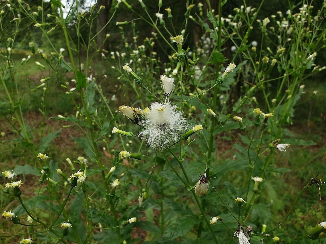 Erechtites hieraciifolius This is a picture of Erechtites hieraciifolius on the North Tract of the Patuxent Research Refuge near Fort Meade, Maryland.<br />
 Erechtites hieraciifolius,Geotagged,Summer,United States