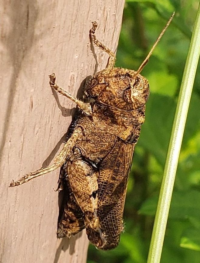 Encoptolophus sordidus This is a picture of Encoptolophus sordidus on the North Tract of the Patuxent Research Refuge near Fort Meade, Maryland. Encoptolophus sordidus,Geotagged,Summer,United States