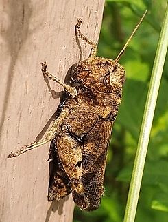 Encoptolophus sordidus This is a picture of Encoptolophus sordidus on the North Tract of the Patuxent Research Refuge near Fort Meade, Maryland. Encoptolophus sordidus,Geotagged,Summer,United States