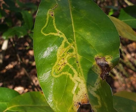 Phyllocnistis magnoliella This is a picture of Phyllocnistis magnoliella at the Jug Bay Natural Area in Upper Marlboro, Maryland. Fall,Geotagged,Phyllocnistis magnoliella,United States