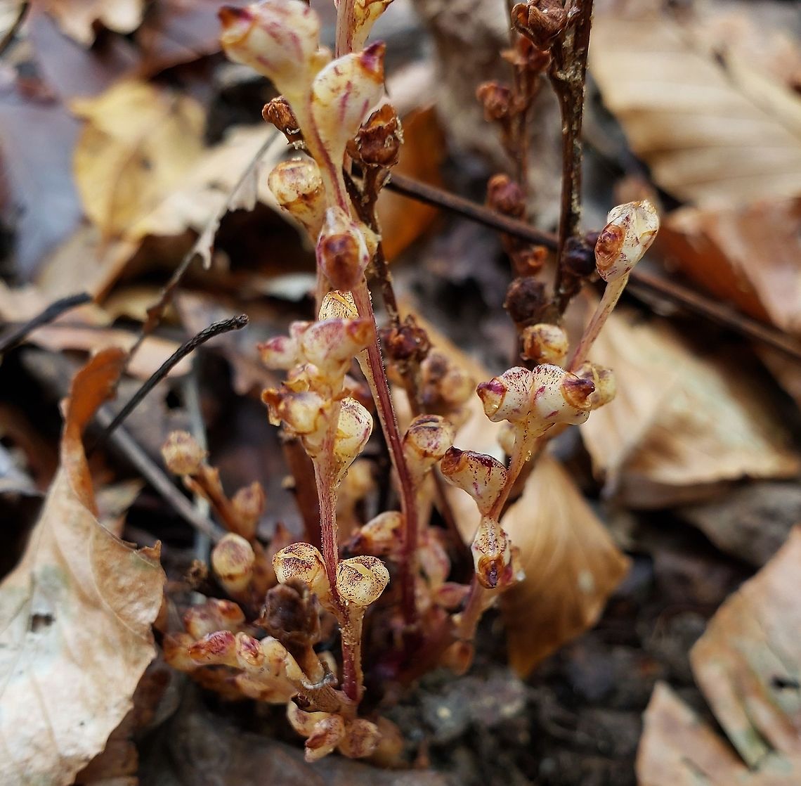 Epifagus virginiana This is a picture of Epifagus virginiana at the Merkle Wildlife Sanctuary in Upper Marlboro, Maryland. Beech drops,Epifagus virginiana,Fall,Geotagged,United States