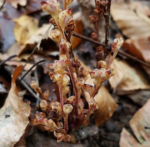 Epifagus virginiana This is a picture of Epifagus virginiana at the Merkle Wildlife Sanctuary in Upper Marlboro, Maryland. Beech drops,Epifagus virginiana,Fall,Geotagged,United States