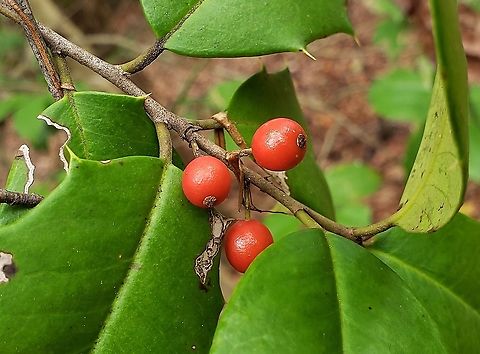 American Holly This is a picture of American Holly at the Merkle Wildlife Sanctuary in Upper Marlboro, Maryland. American Holly,Fall,Geotagged,Ilex opaca,United States