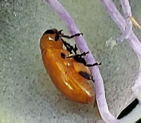 Parchicola tibialis This is a picture of a Parchicola tibialis at Kinder Farm Park in Millersville, Maryland. Geotagged,Parchicola tibialis,Summer,United States