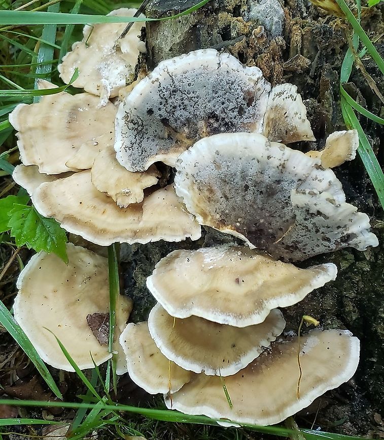 Bjerkandera adusta This is a picture of Bjerkandera adusta at Kinder Farm Park in Millersville, Maryland. Bjerkandera adusta,Geotagged,Smoky polypore,Summer,United States