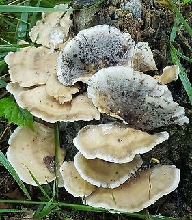 Bjerkandera adusta This is a picture of Bjerkandera adusta at Kinder Farm Park in Millersville, Maryland. Bjerkandera adusta,Geotagged,Smoky polypore,Summer,United States