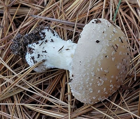 amanita crenulata This is a picture of amanita crenulata at Kinder Farm Park in Millersville, Maryland. Amanita crenulata,Fall,Geotagged,Poison Champagne Amanita,United States