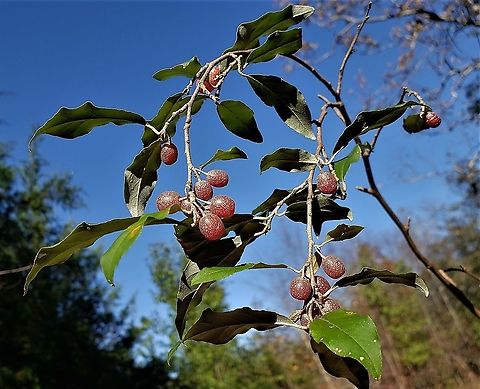 Autumn Olive This is a picture of Autumn Olive at the Merkle Wildlife Sanctuary in Upper Marlboro, Maryland. Autumn olive,Elaeagnus umbellata,Fall,Geotagged,United States