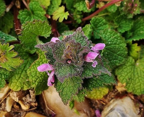 Red Deadnettle This is a picture of Red Deadnettle at the Merkle Wildlife Sanctuary in Upper Marlboro, Maryland. Geotagged,Lamium purpureum,Red Deadnettle,Spring,United States