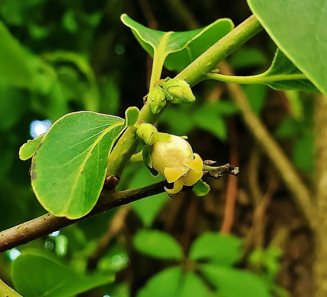 Diospyros virginiana This is a picture of Diospyros virginiana at the Jug Bay Natural Area in Upper Marlboro, Maryland. American Persimmon,Diospyros virginiana,Geotagged,Spring,United States