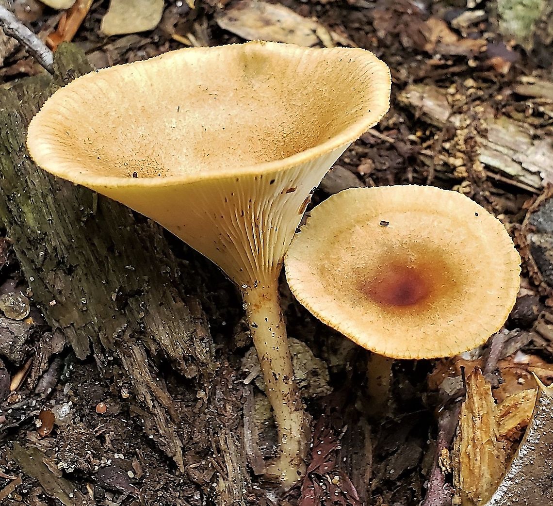 Infundibulicybe gibba This is a picture of Infundibulicybe gibba at the Jug Bay Wetlands Sanctuary in Lothian, Maryland Geotagged,Infundibulicybe gibba,Summer,United States