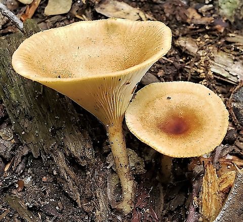 Infundibulicybe gibba This is a picture of Infundibulicybe gibba at the Jug Bay Wetlands Sanctuary in Lothian, Maryland Geotagged,Infundibulicybe gibba,Summer,United States