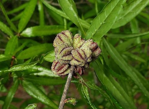 Andricus coronus This is a picture of Andricus coronus at the Governor Bridge Natural Area in Bowie, Maryland. Andricus coronus,Geotagged,Spring,United States