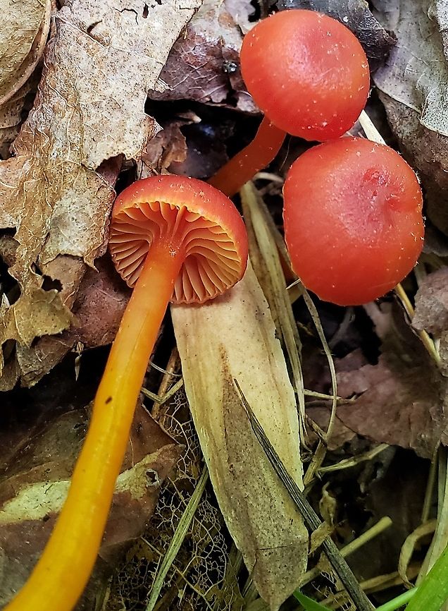 Hygrocybe coccinea This is a picture of Hygrocybe coccinea at the Governor Bridge Natural Area in Bowie, Maryland. Geotagged,Hygrocybe coccinea,Scarlet hood,Spring,United States