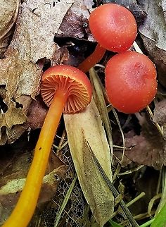 Hygrocybe coccinea This is a picture of Hygrocybe coccinea at the Governor Bridge Natural Area in Bowie, Maryland. Geotagged,Hygrocybe coccinea,Scarlet hood,Spring,United States