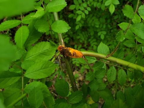 Multiflora Rose Rust
