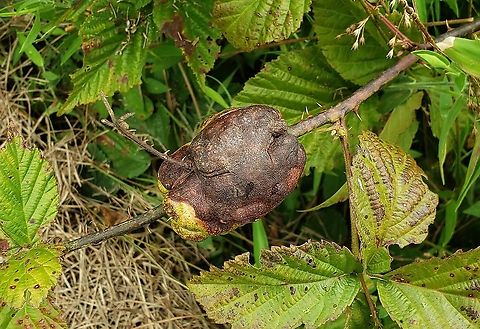 Diastrophus nebulosus This is a picture of Diastrophus nebulosus at the Governor Bridge Natural Area in Bowie, Maryland. Blackberry Knot Gall Wasp,Diastrophus nebulosus,Geotagged,Summer,United States