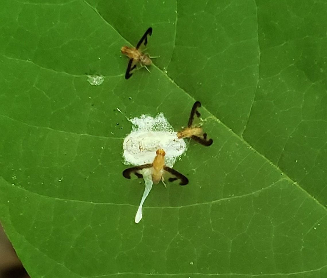 Toxonevra superba This is a picture of Toxonevra superba at the Governor Bridge Natural Area in Bowie, Maryland. Geotagged,Spring,Toxonevra superba,United States