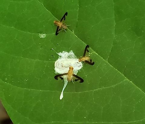 Toxonevra superba This is a picture of Toxonevra superba at the Governor Bridge Natural Area in Bowie, Maryland. Geotagged,Spring,Toxonevra superba,United States